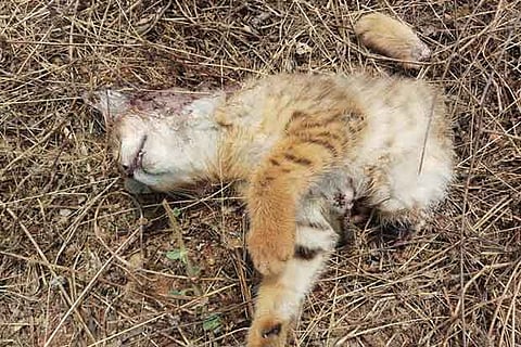 A tiger cub which was found dead in the Mudumalai Tiger Reserve on Tuesday