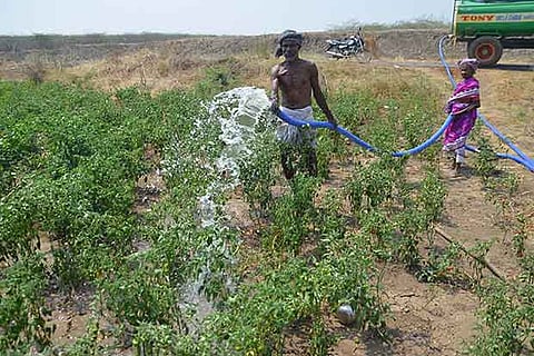 Farmer Ramamoorthy waters his chilli crop on payment of Rs 1,000 for a full tank load