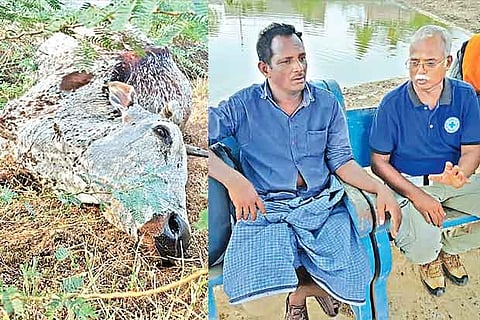 (L-R) One of the dead cows; Dawn Williams (right) talks with a cattle owner