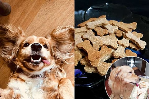Bailey (L); Dog treats (R); (inset) Relishing Oscar Daisy food