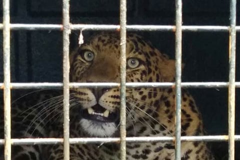 The leopard which was trapped in a cage in Valparai early on Sunday
