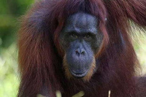 Orangutan (Representation image)
