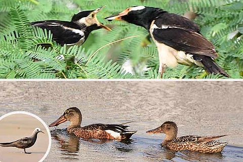 (Clockwise) Asian Pied Starling, Northern Shovelers and Lesser Noddy