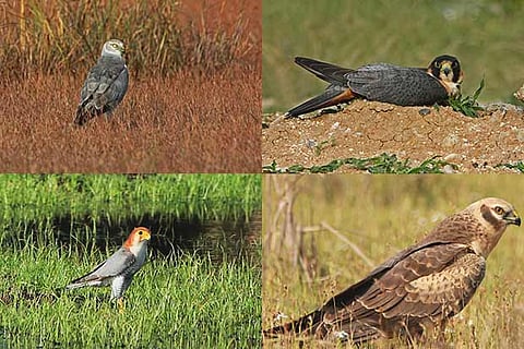 (Clockwise) Pallid harrier, Shaheen falcon, Western marsh harrier and Red-necked falcon