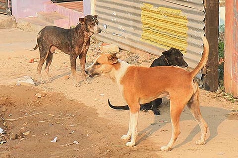 Stray dogs