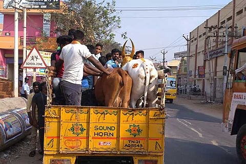 Cattle along with people being transported in a goods carrier in Vellore