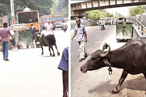 Cattle amble down the streets, via the market area