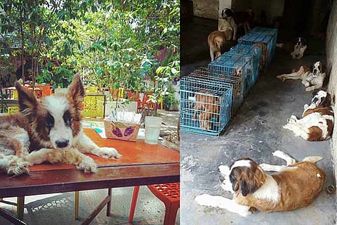 Backyard bred St. Bernard born deformed; (R) Dogs at a puppy mill