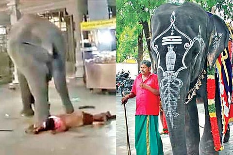 Masini tramples Gajendran; (above) an earlier picture of the elephant and mahout