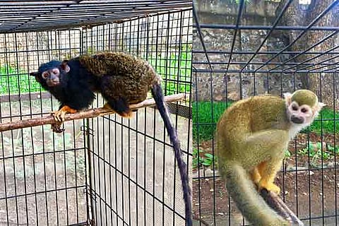 The zoo acquired the exotic primates from Mysore zoo under an animal exchange programme