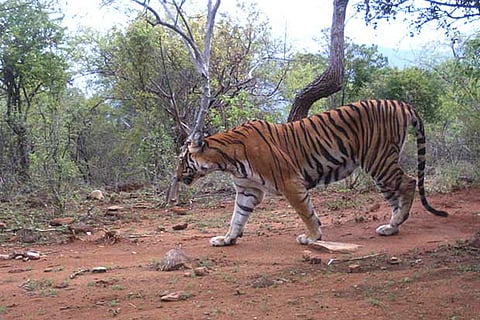 Image of a tiger trapped in camera at Sathyamangalam Tiger Reserve