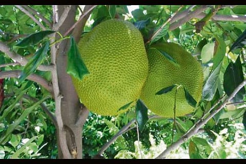 Philippines finds interest in jackfruits of Jharkhand