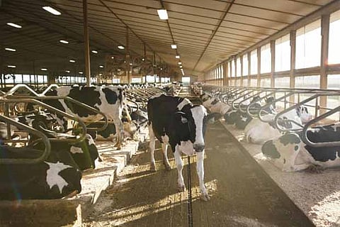 Both side have been at odds over Canada's managed dairy sector, and the dispute resolution