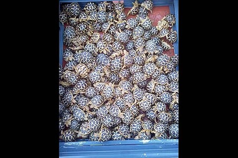 The star tortoises that were seized on Saturday