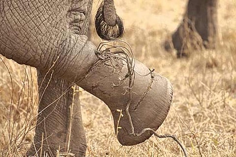 Representative image