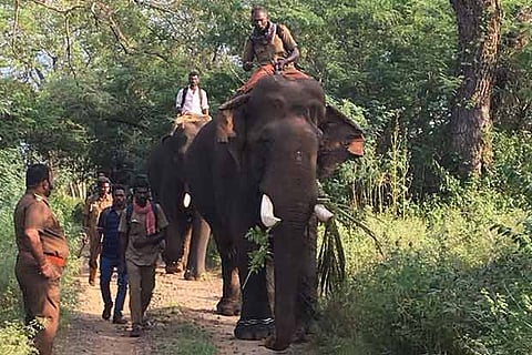 Kumki elephants trekking around in search of wild elephants in Pollachi suburbs (file photo)
