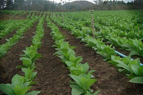 Tobacco ban leads to sizeable drop in cultivation in the state