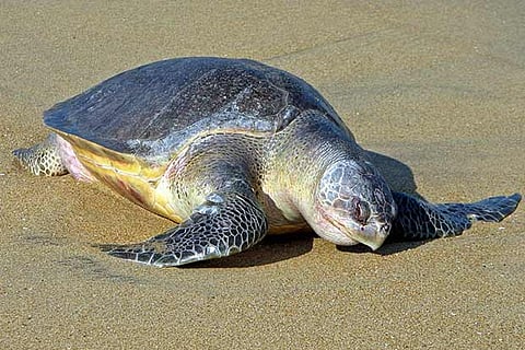 Olive Ridley Turtle
