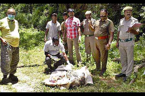 Forest officials inspect the carcass of the leopard found in the Anamalai Tiger Reserve on Friday