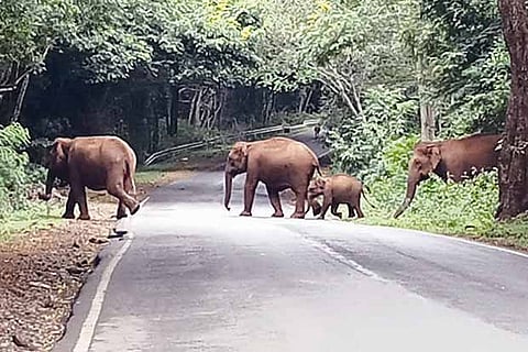 A herd of elephants crossing the road in Sathyamangalam Tiger Reserve in Erode district (File photo)
