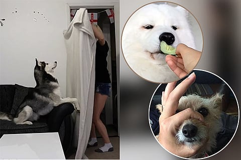 Pawsome pets: Most viral pet trends of the year that have taken internet by storm