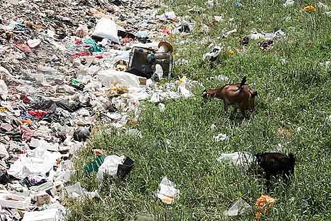 Goats feeding on the garbage on Velachery lake bed