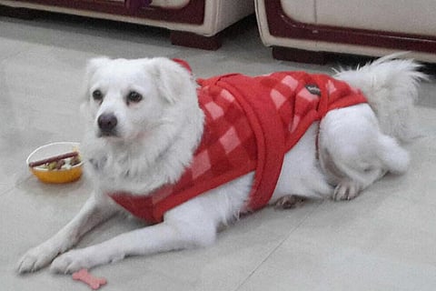 Zorro the pomeranian