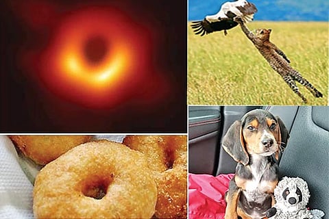 Trending in TN: Photo of black hole inspires meme creators, Amazing dismissal of Kedhar Jadhav by Ben Stokes, 'Cat Person' finds puppy in a ditch and adopts him