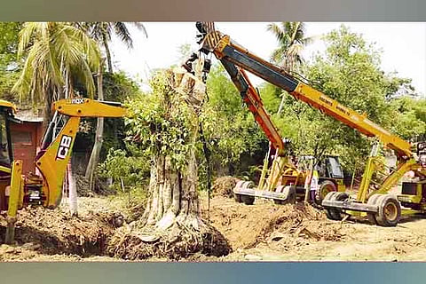The peepal tree was uprooted and replanted near Kalapatty area