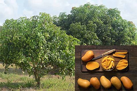 Master guide to pick the right mangoes