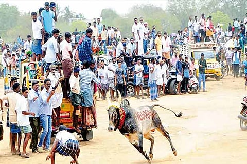 A ferocious bull running into the crowd during Jallikattu at Kandaramanickam village in Sivaganga district