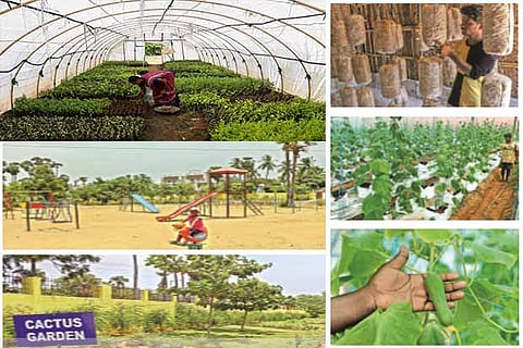 Saplings and ornamental plants; Mushroom and cucumber grown; Play area; site for the proposed cactus garden