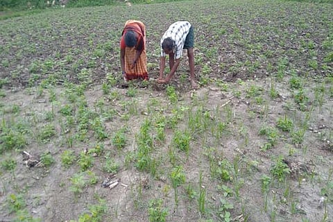 A farmer couple involved in weeding in a groundnut field due to lack of labourers