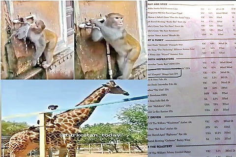 Trending in TN: Thirsty monkey closes tap after use, Australia celebrates Sourav Ganguly and drunk man tries to ride a giraffe