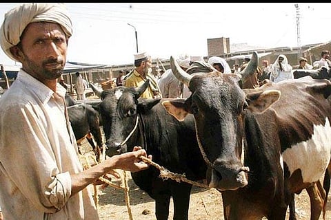 Cattle smuggling: When smugglers become traders in Bangladesh