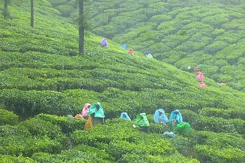 Tea estates, one of the key attractions in Valparai