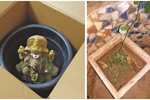 (Left) Vinayaka idol filled with seeds ready for packing; (right) a seed sprouted from the Vinayaka idol