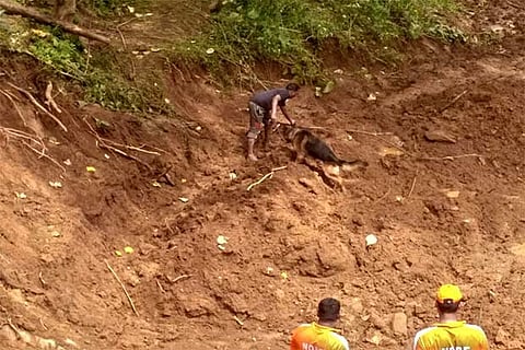 Sniffer dog Milton searches for the body of the 47-year-old man buried in a land slip in Gudalur