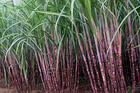 Vellore co-op sugar mill to start IOC outlet at Ammundi