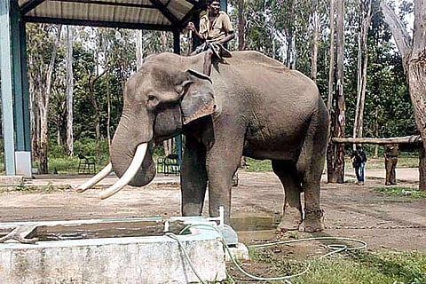 Kumki Venkatesh was brought back to the Chadivayal camp in Coimbatore on Monday