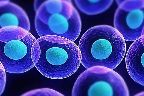 Visual representation of stem cells
