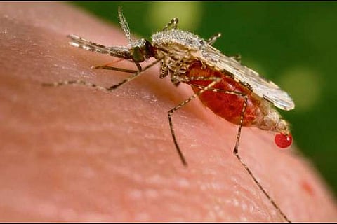 Dengue kills 62 in SL, over 42,000 infected