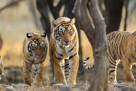 Bihar government identifies Kaimur forests for tiger reserve