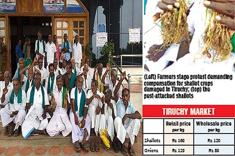 Farmers stage protest demanding compensation for shallot crops damaged in Tiruchy; pest-attacked shallots