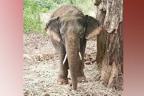 Zoo elephant Andal