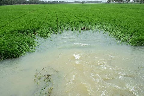 Crops under water in a field after the rain in Thanjavur on Monday