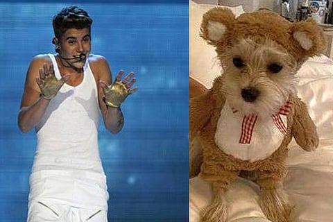 Hailey, Justin's puppy destroys Christmas tree