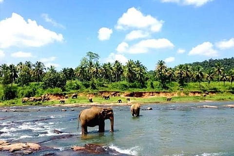 Sri Lanka to launch green projects to protect ecosystem