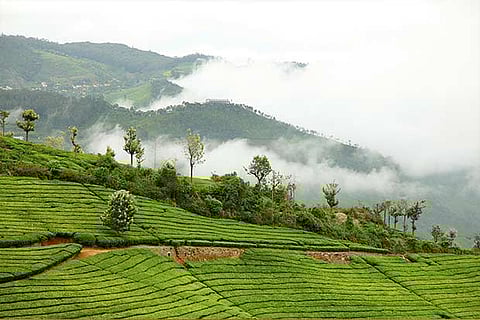 Plan Your Weekend: Trek, hike and bird-watch at picturesque Coonoor