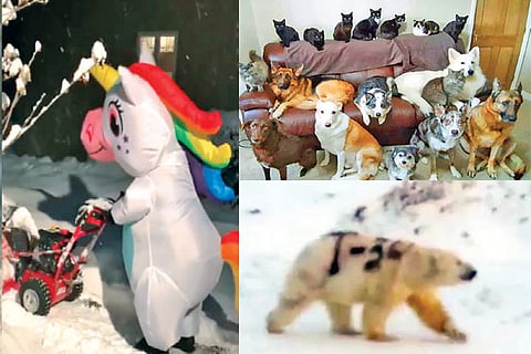 Trending in TN: 'Unicorn' cheerfully clearing away snow, a family photo of 17 dogs and cats and more